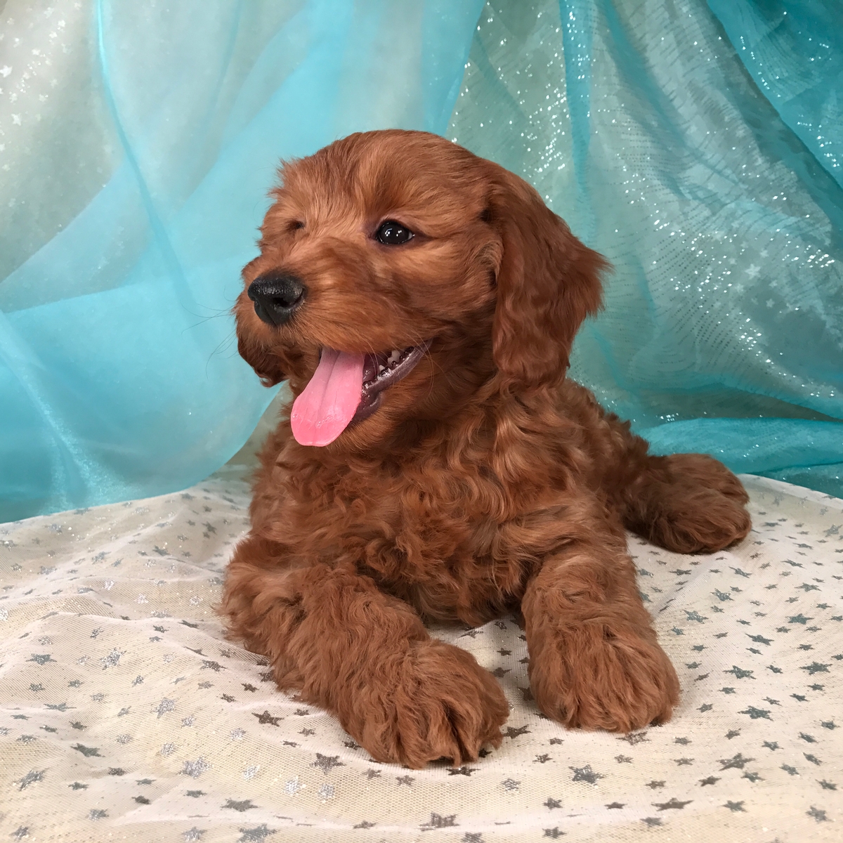 Red Male Mini Goldendoodle for Sale Near The Iowa Minnesota Border next to I-35!